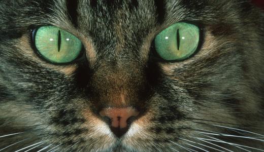 Фото кошка смотрит