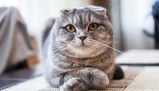 Шотландская вислоухая кошка