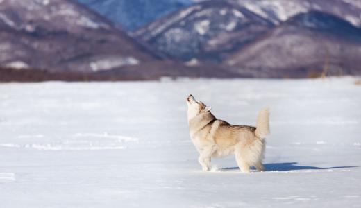 Собака воет