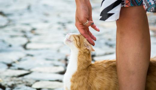 Почему кошки трутся об ноги человека