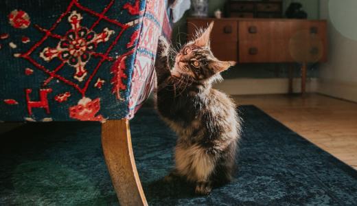 Как отучить кошку драть обои