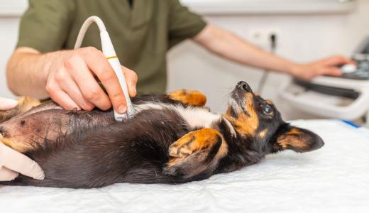 Беременность у собак