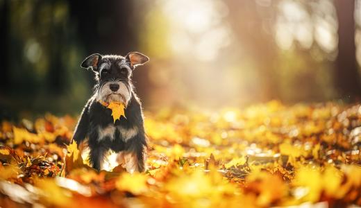 Цвергшнауцер