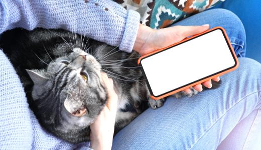 Игры и приложения для кошек