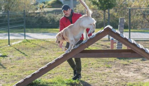 Собака играет на площадке