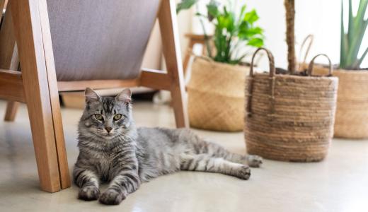 Как определить породу кошек