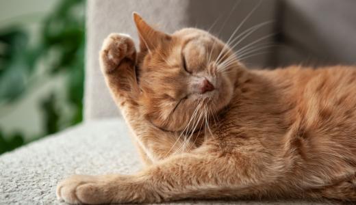 Аллергия у кошек