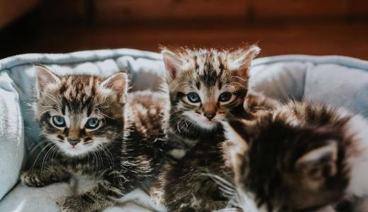 Как определить пол котенка