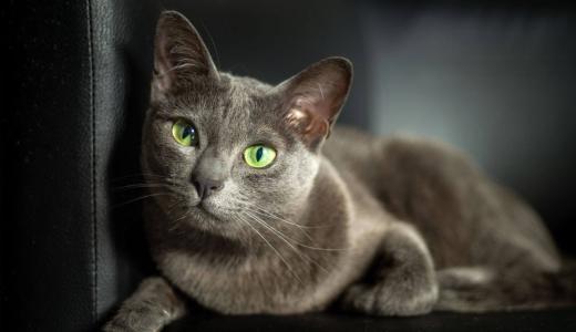 Русская голубая кошка