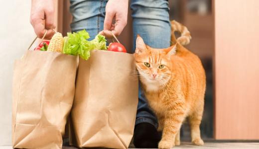 Чем нельзя кормить кошек: список опасных продуктов 
