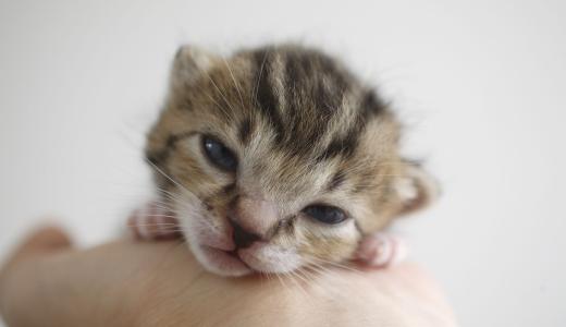 Когда котенок открывает глаза