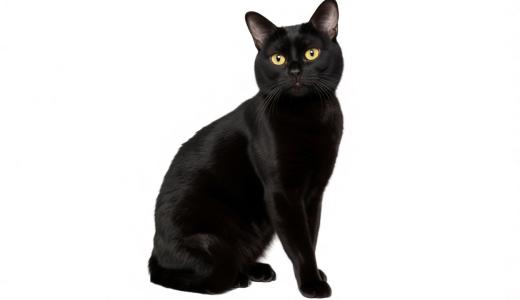 Бомбейская кошка