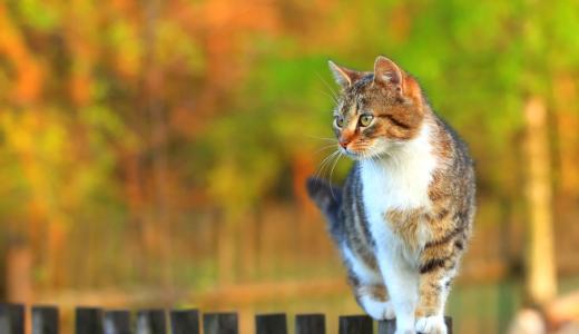 ​Глисты у кошек