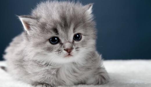 Чем кормить котенка