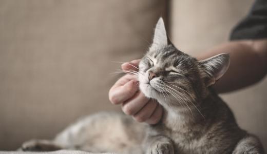Содержание кошки