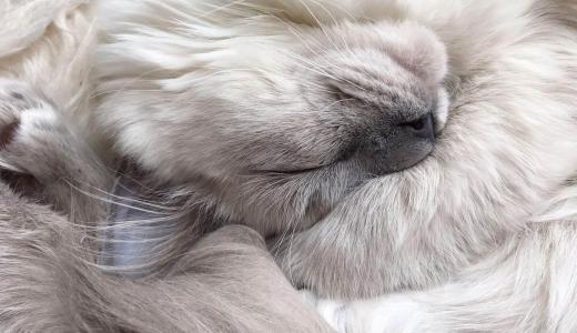 Фото пушистого кота