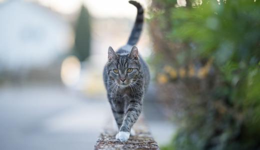 Могут ли кошки предсказывать погоду