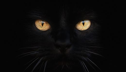 Почему у кошки слезятся глаза