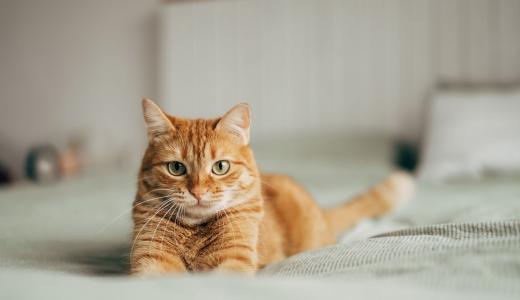 Блохи у кошки