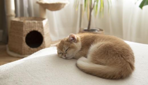 Как выбрать котенка