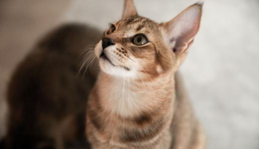 Мяуканье кошек и другие кошачьи звуки