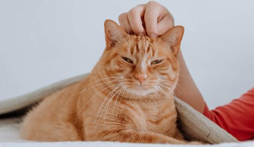 Можно ли научить кошку командам