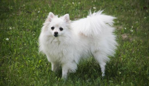 Американский эскимосский шпиц (эски)
