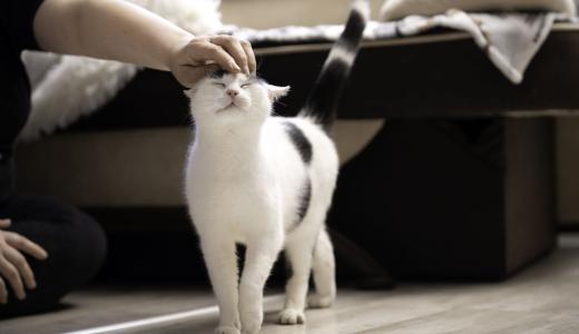 Почему кошка любит одного человека больше остальных членов семьи