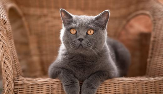 Чем кормить британского котенка и взрослую кошку?