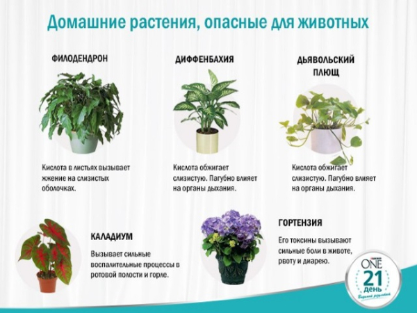  Растения опасные для кошек