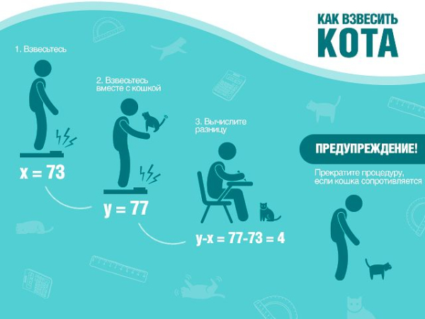 Как и для чего нужно взвешивать кота