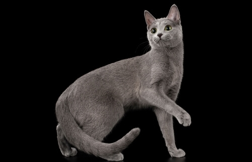 Русская голубая кошка