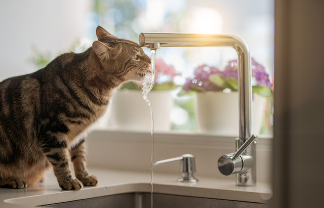 Почему кот пьет много воды