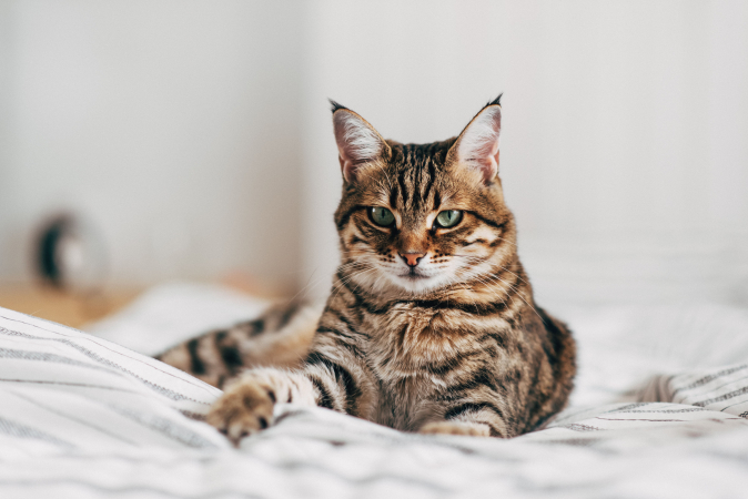 Почему кошки и коты уходят из дома