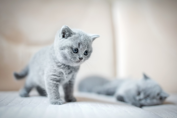 Почему кошка постоянно просит есть?