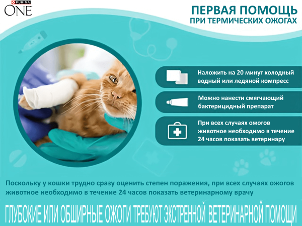 Ожоги у кошек