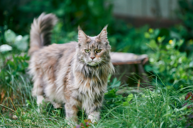 Норвежская лесная кошка
