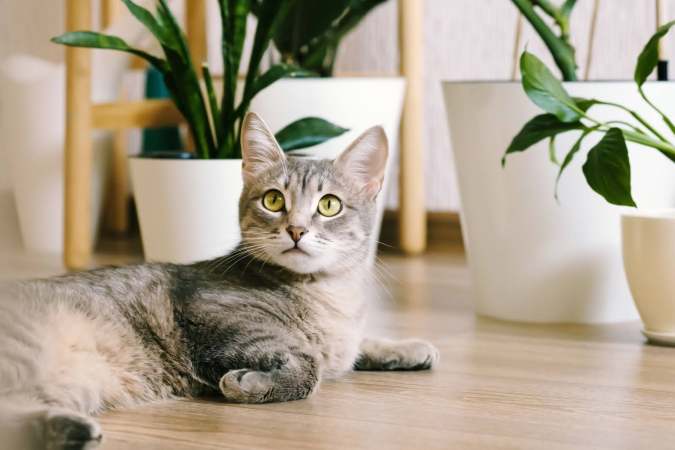 Стоматит у кошек