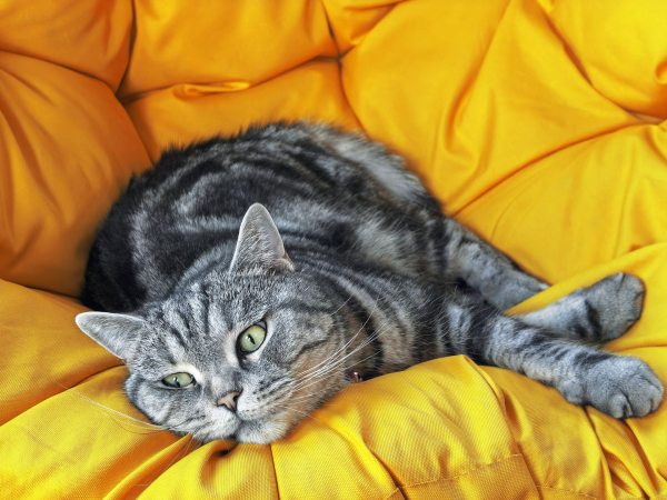 Почему кошка отказывается от еды