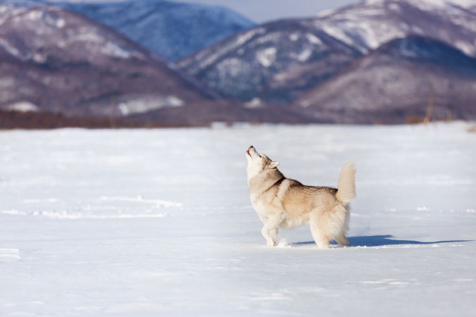 Собака воет