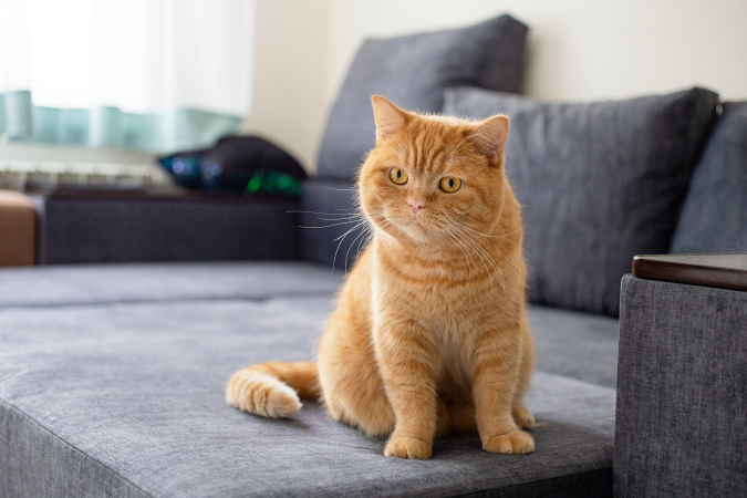 Как понять, что кошке больно?