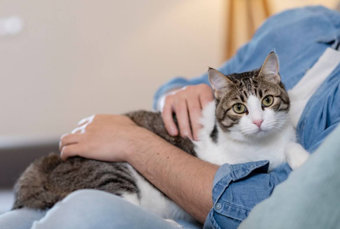 Могут ли кошки ревновать