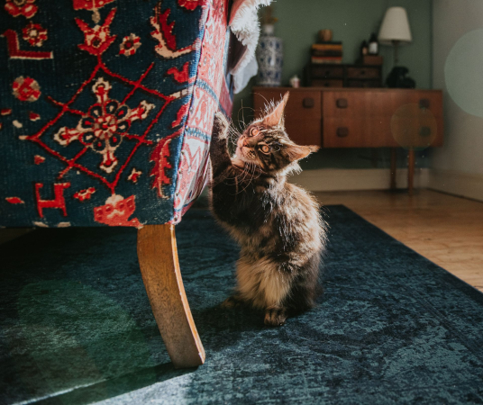 Как отучить кошку драть обои