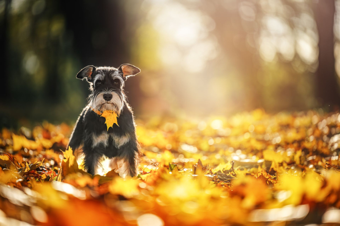 Цвергшнауцер