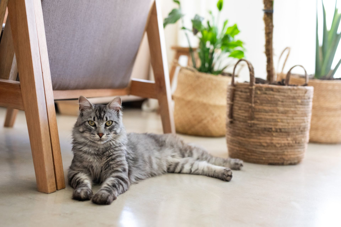 Как определить породу кошек