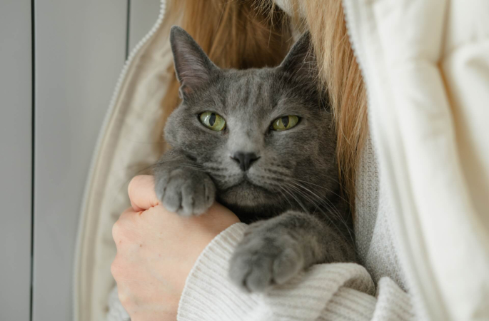 Почему кошка дрожит