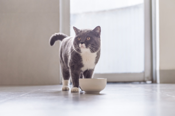 Чем и как правильно кормить взрослого кота - Purina ONE®