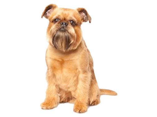Гриффон: фото собаки, описание и характер породы - Purina ONE®