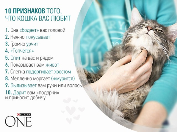 Как кошки проявляют любовь к хозяину — Purina ONE®
