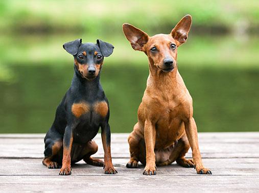 Немецкий пинчер: фото, описание породы, характер собаки - Purina ONE®